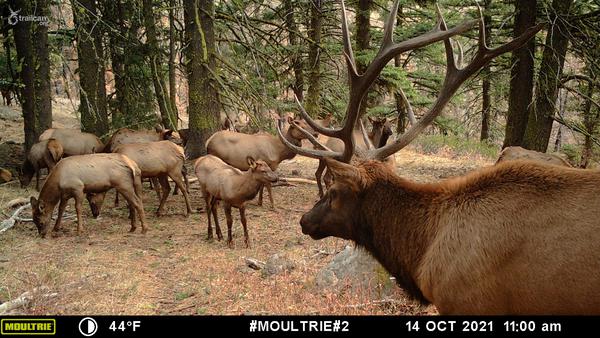 When to Start Scouting for Fall: Why Now Might Be Too Early (and How Deer & Elk Patterns Shift Through the Year)