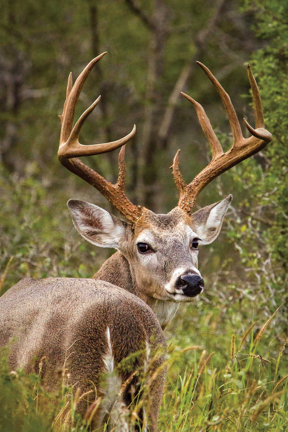 The Rulebook Changed While You Were Scouting: 2026's Deer-Reg Shakeups and How to Not Get a Ticket