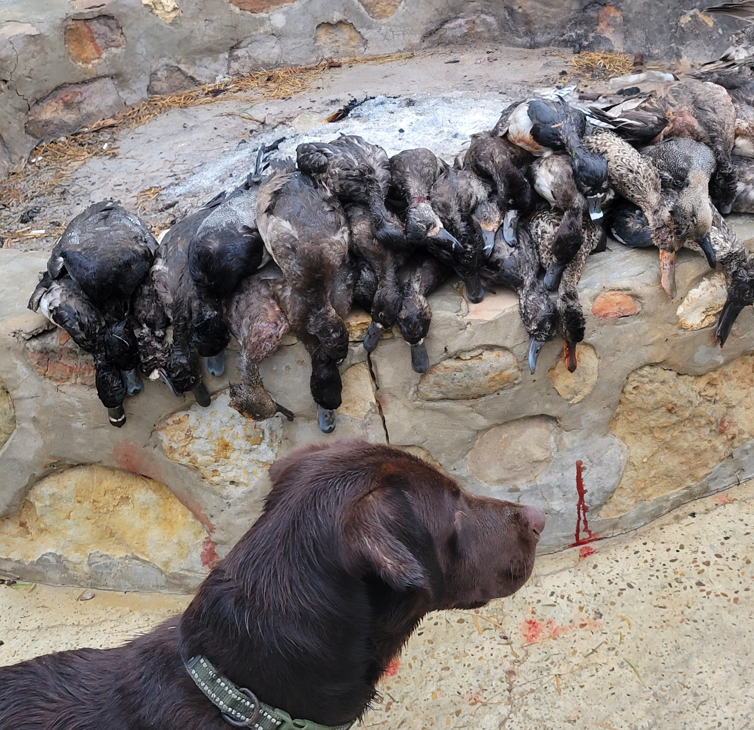 The Best Hunting Dog Breeds for Every Type of Hunt