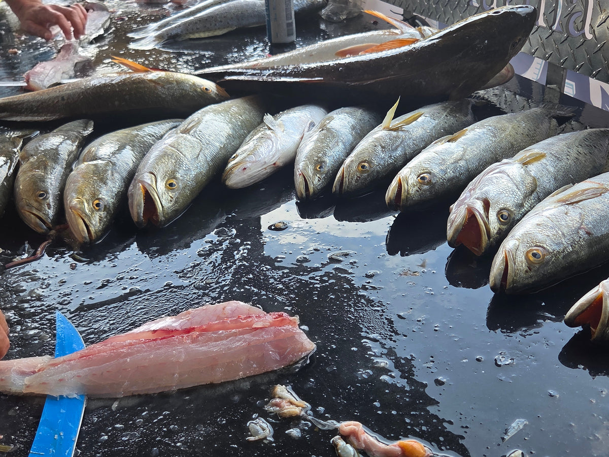 Fall Speckled Trout in Texas: New Limits, Drains and Working Birds