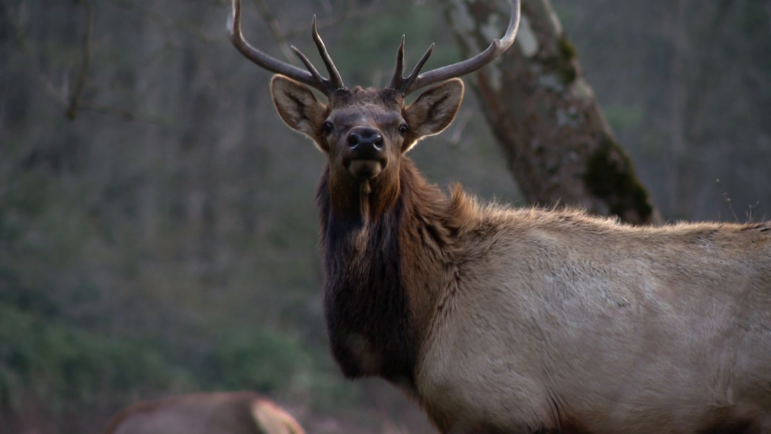 Bull elk standing in the western North Carolina mountains, representing the state's first modern elk hunting season
