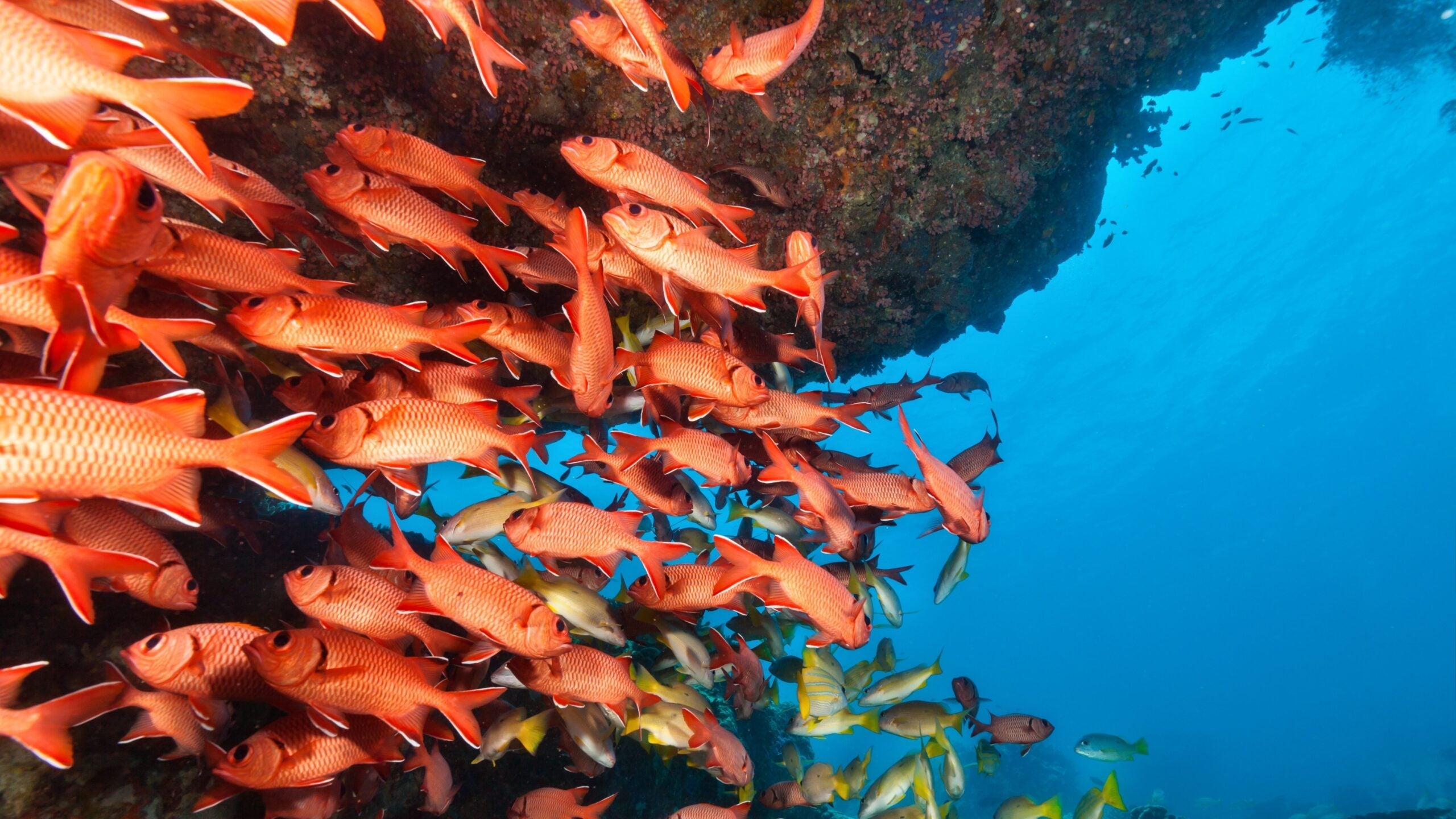 Red Snapper Season 2026: Florida's Bonus October Days