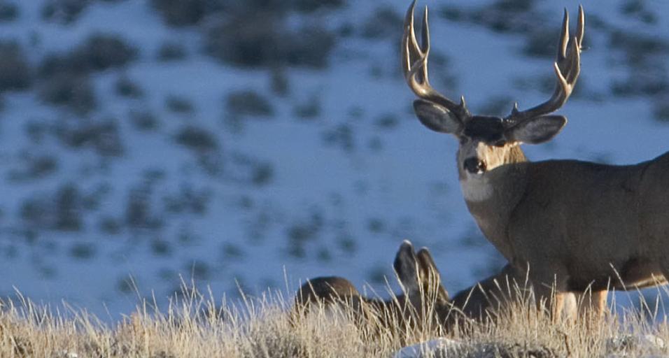 They Convicted a Poacher on DNA Alone. Inside the Case That's Changing How Wildlife Crime Gets Caught.