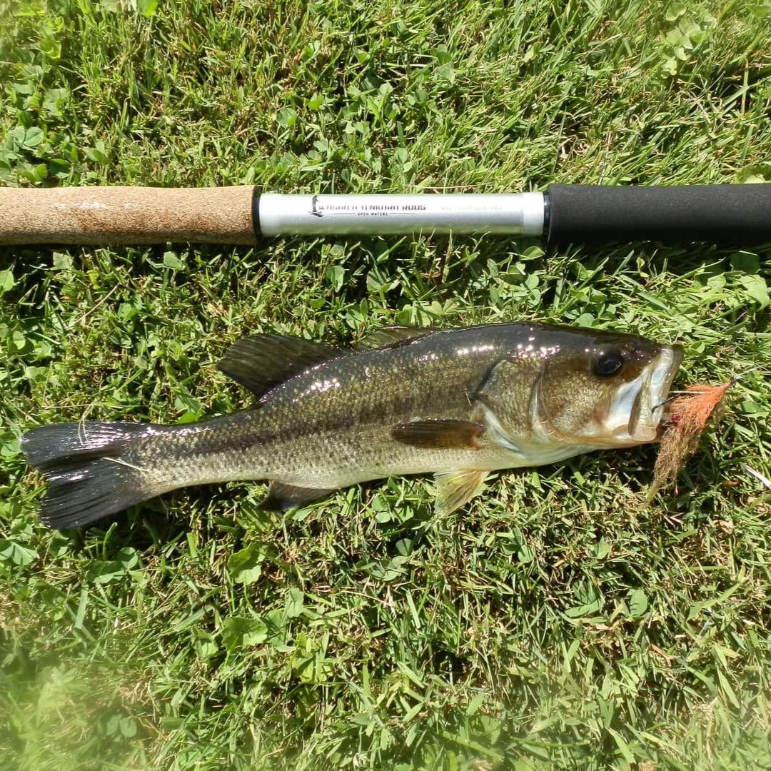 Largemouth bass caught on fly fishing gear — beginner fly fishing success