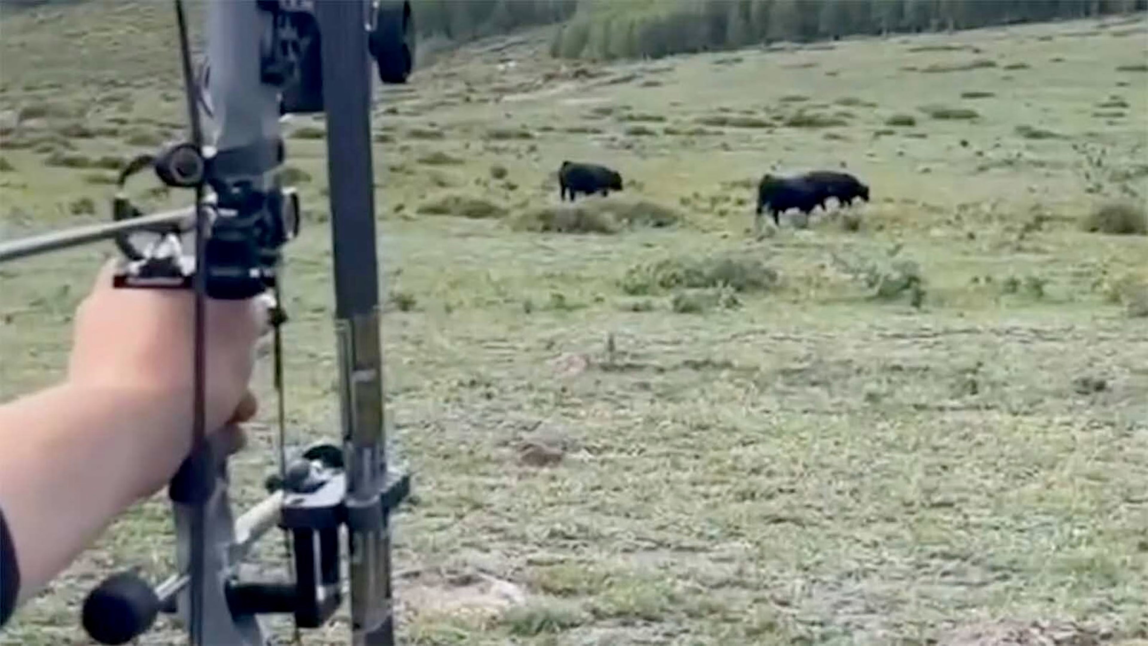 Compound bow aimed at cows - Utah guide poaching charges