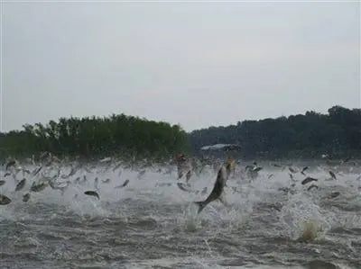 Invasive Carp Found 80 Miles From Lake Michigan