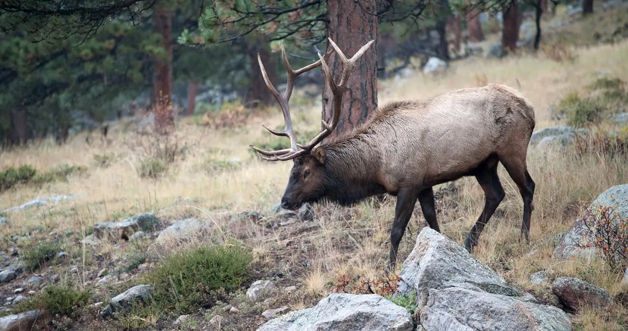 Elk Wander to Eastern South Dakota: State Responds With Unlimited Hunting Licenses