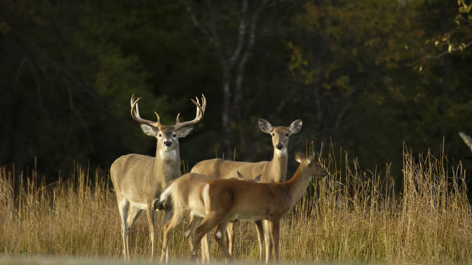 Whitetail deer herd - antlerless deer hunting regulation changes