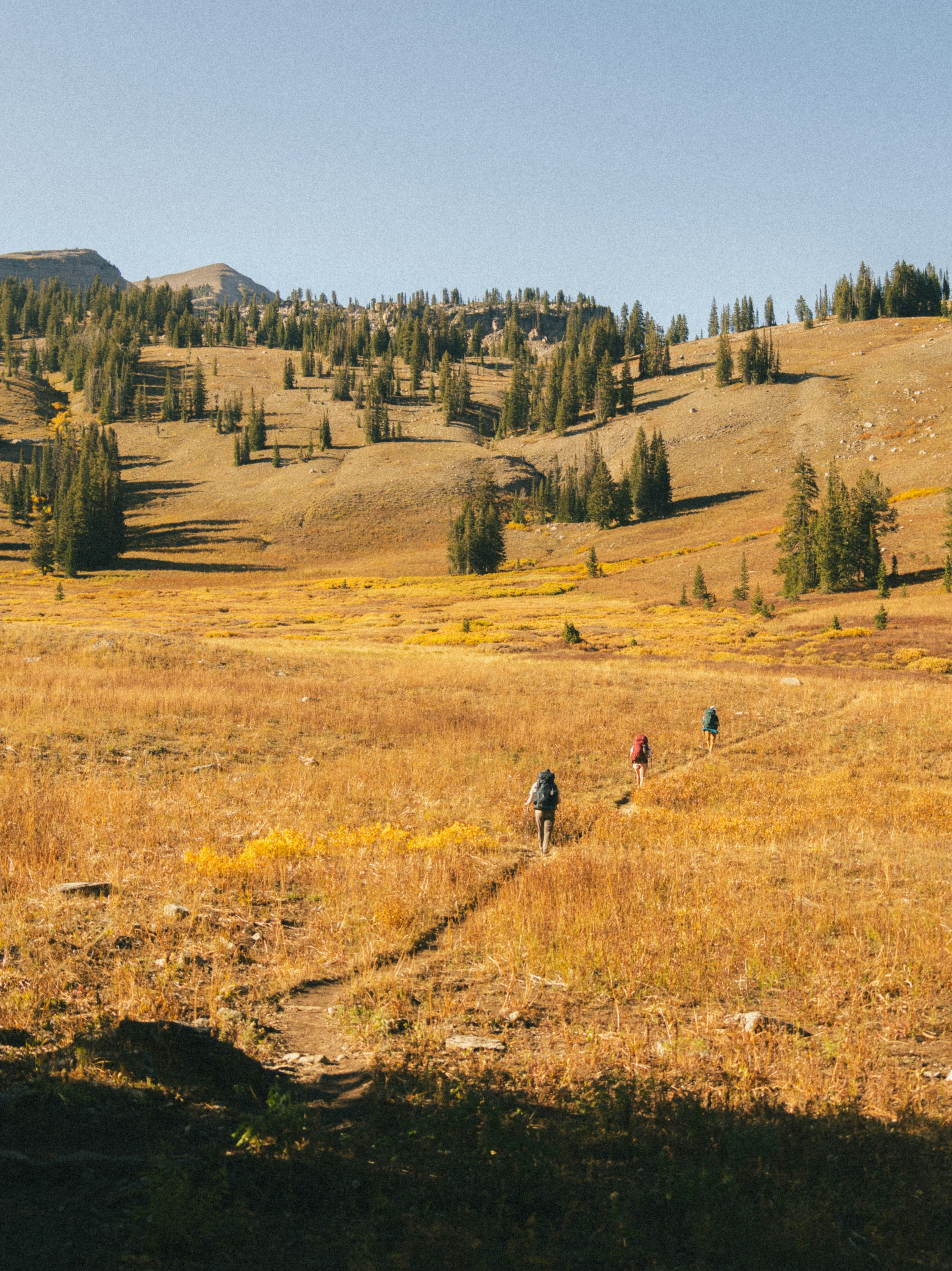 Out-of-State Hunting: OTC Tags, Draw Systems, and Public Land Strategy