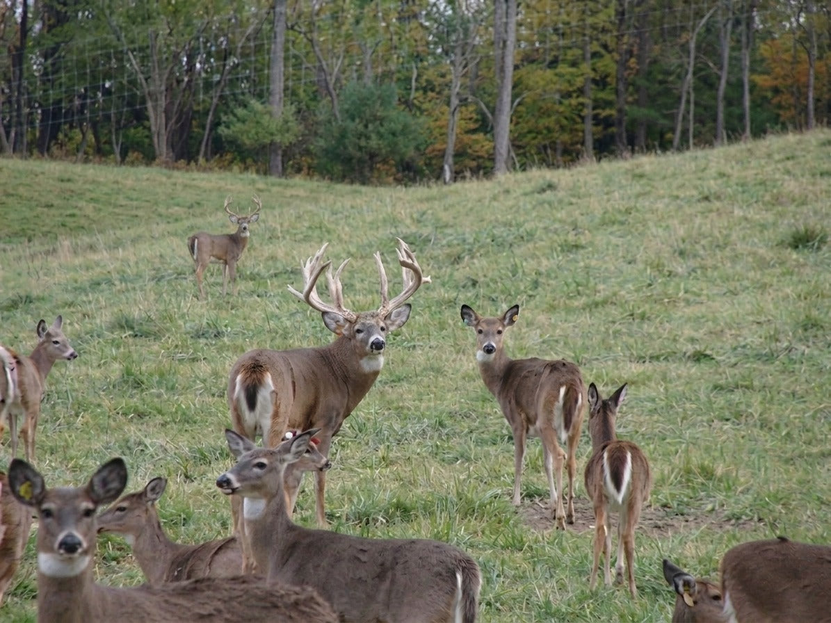 Whitetail bucks and does together in a field during the rut
