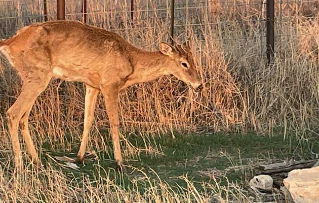 CWD by State: What Changed for the 2026-27 Season