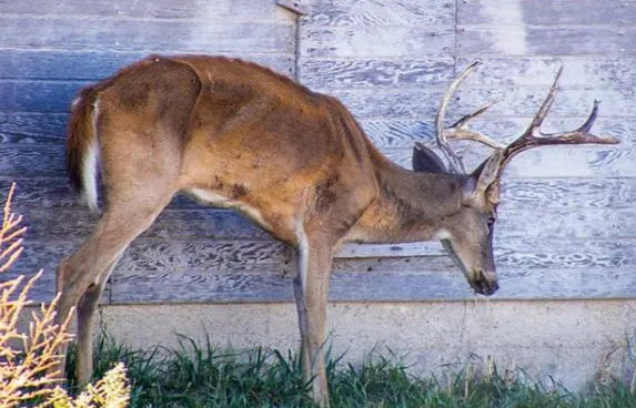 A Healthy-Looking Deer Can Now Spread CWD. Here's What That Study Actually Means for Your Season.