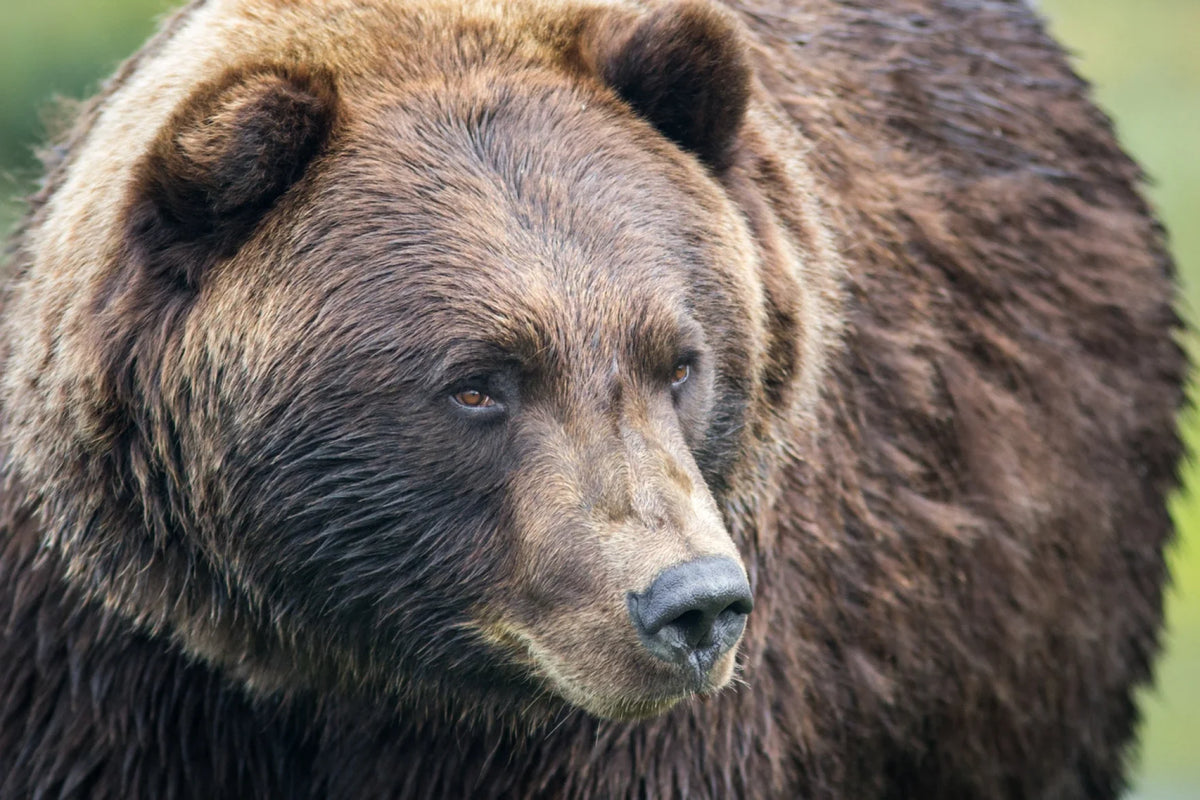 Grizzly Management Is Headed Back to the States — but a Hunting Season Isn't on the Table Yet