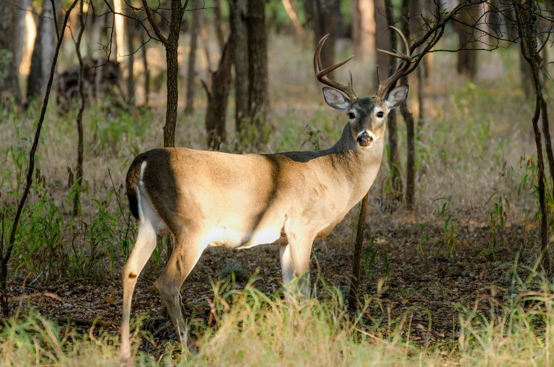 Where to Hunt Whitetail on Public Land in East Texas This Season