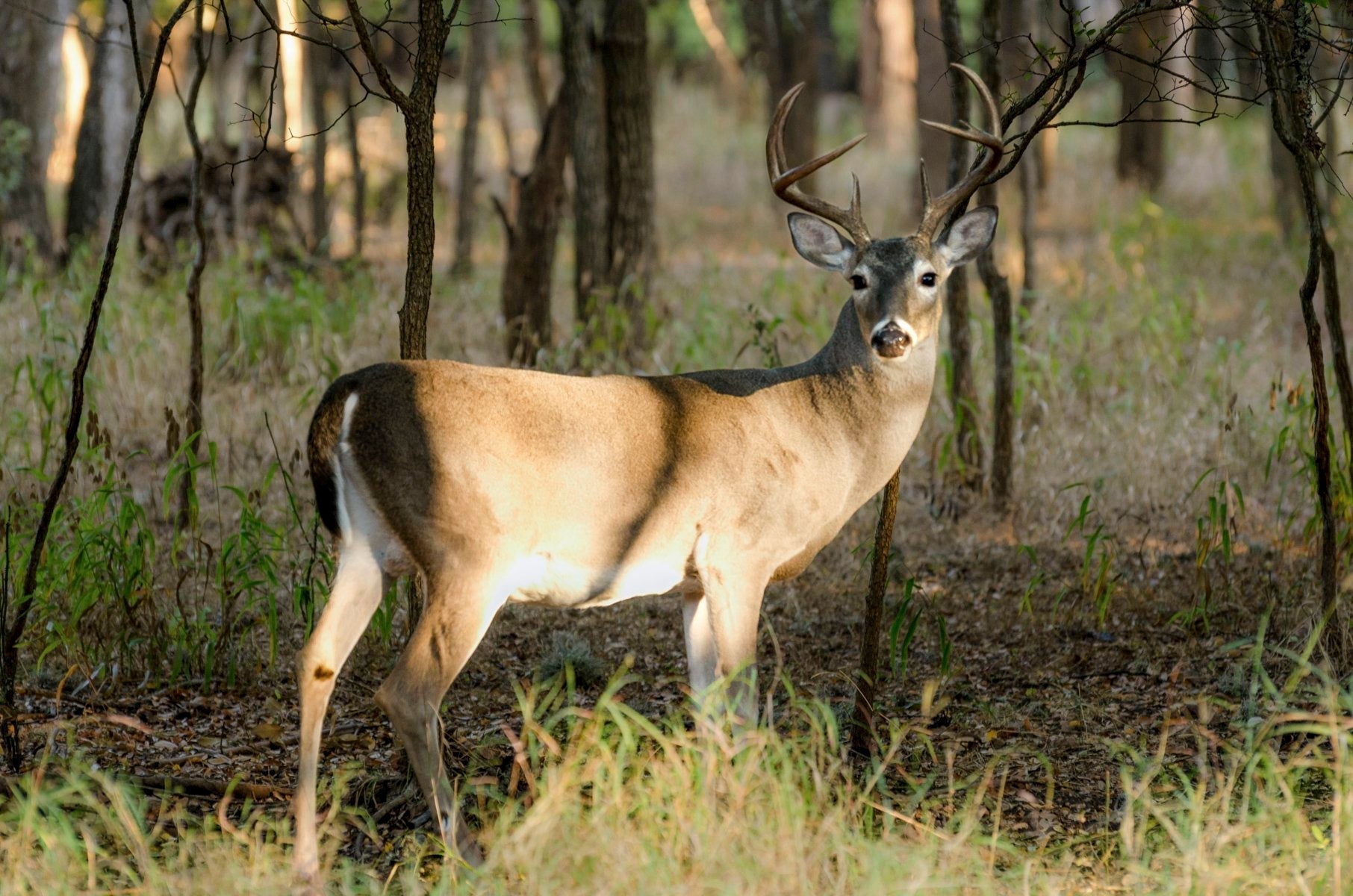 Where to Hunt Whitetail on Public Land in East Texas This Season