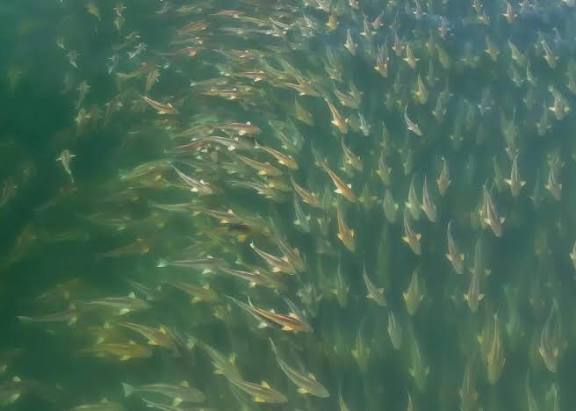 The Texas Bull Red Run: Timing, Tides and Tackle