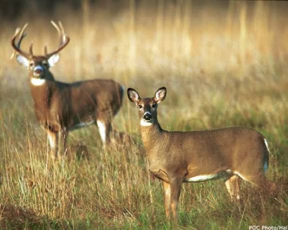The October Lull Is Real. The Deer Aren't Causing It.