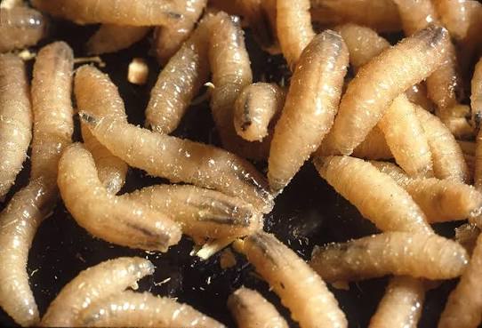 Screwworm Hits 50 US Cases as Texas Deer Season Opens