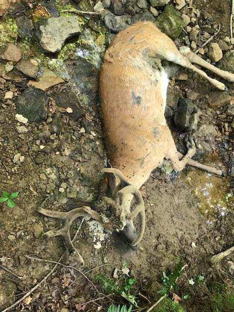 EHD 2026: About 1,570 Deer Dead in Five Wisconsin Counties