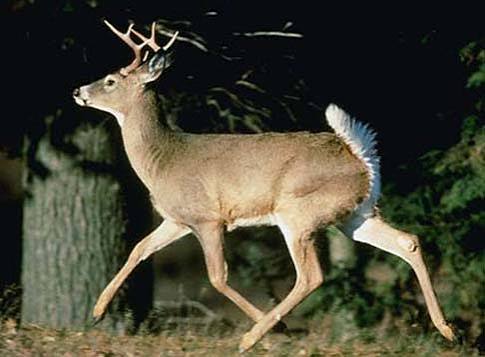 Missouri Just Deleted Its Last Antler-Point Restrictions