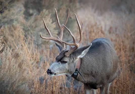 The October Lull Is Real. The Deer Aren't Causing It.