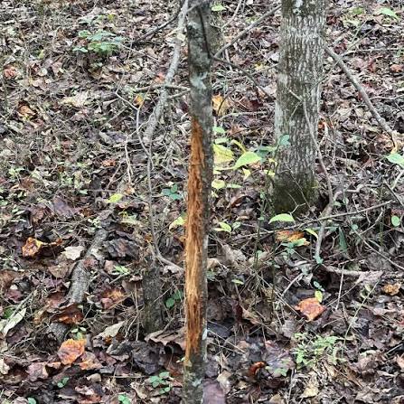 Do Southern Scrape Studies Apply to Northern Deer? A Reader Asked