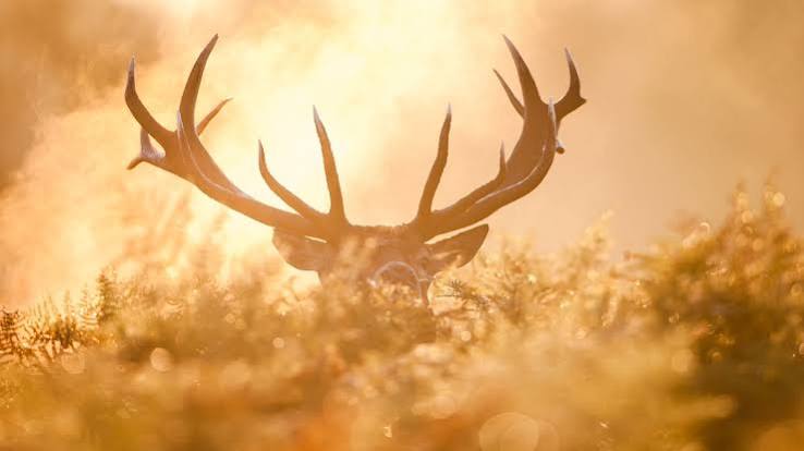 Michigan's Shrinking Deer Calendar: Why the Cold-Weather Suit Decision Matters More in 2026