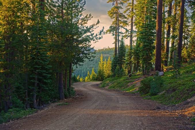 Roadless Rule Repeal: What It Means for Your Hunt