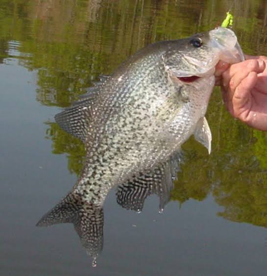 Fall Crappie Fishing: Where Crappie Go When the Water Cools