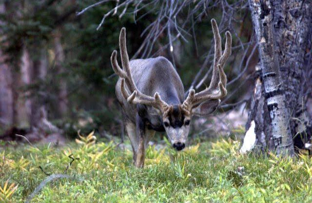 Colorado Amendment 83: What a Yes or No Vote Actually Changes