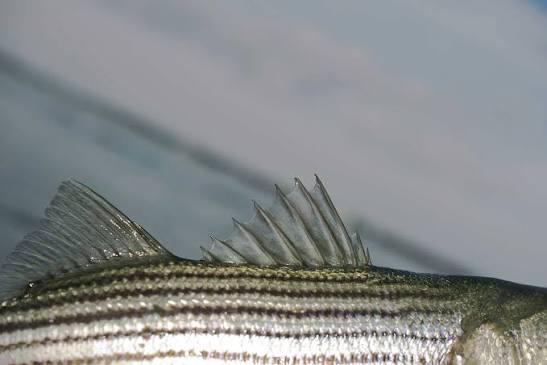 Fall Striper Run 2026: Timing, Tactics and Two New Rules