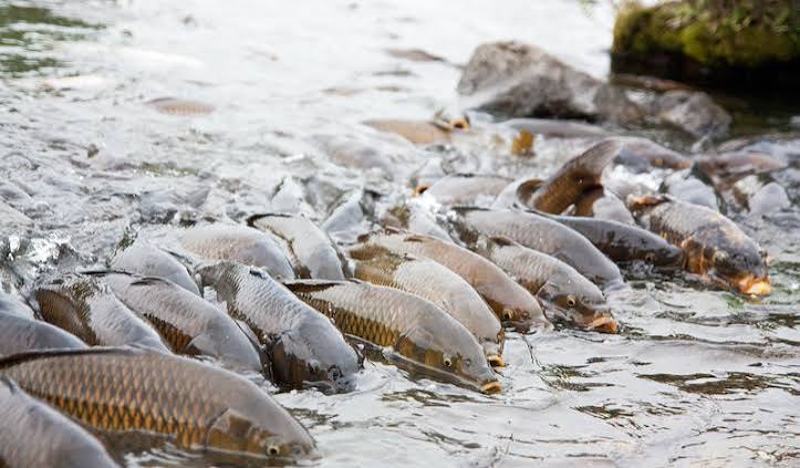Invasive Carp Found 80 Miles From Lake Michigan