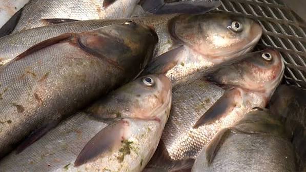 Can Silver Carp Actually Survive in Lake Michigan?