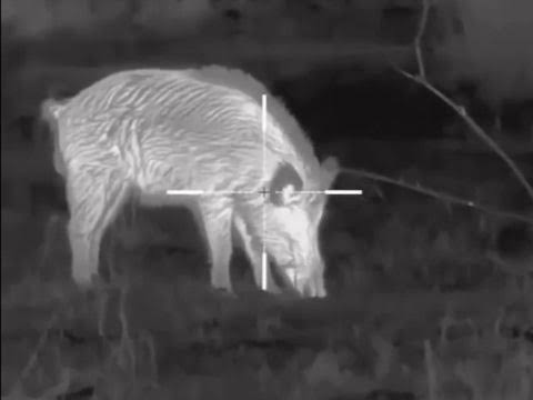 Hogs at Night in Texas: The Law, the Thermal, and the Honest Math