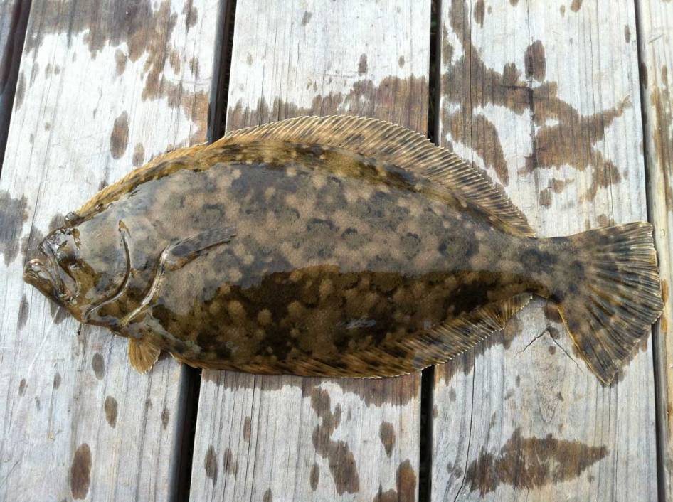 Texas Flounder: The Run, the Closure, and the 15-Inch Problem