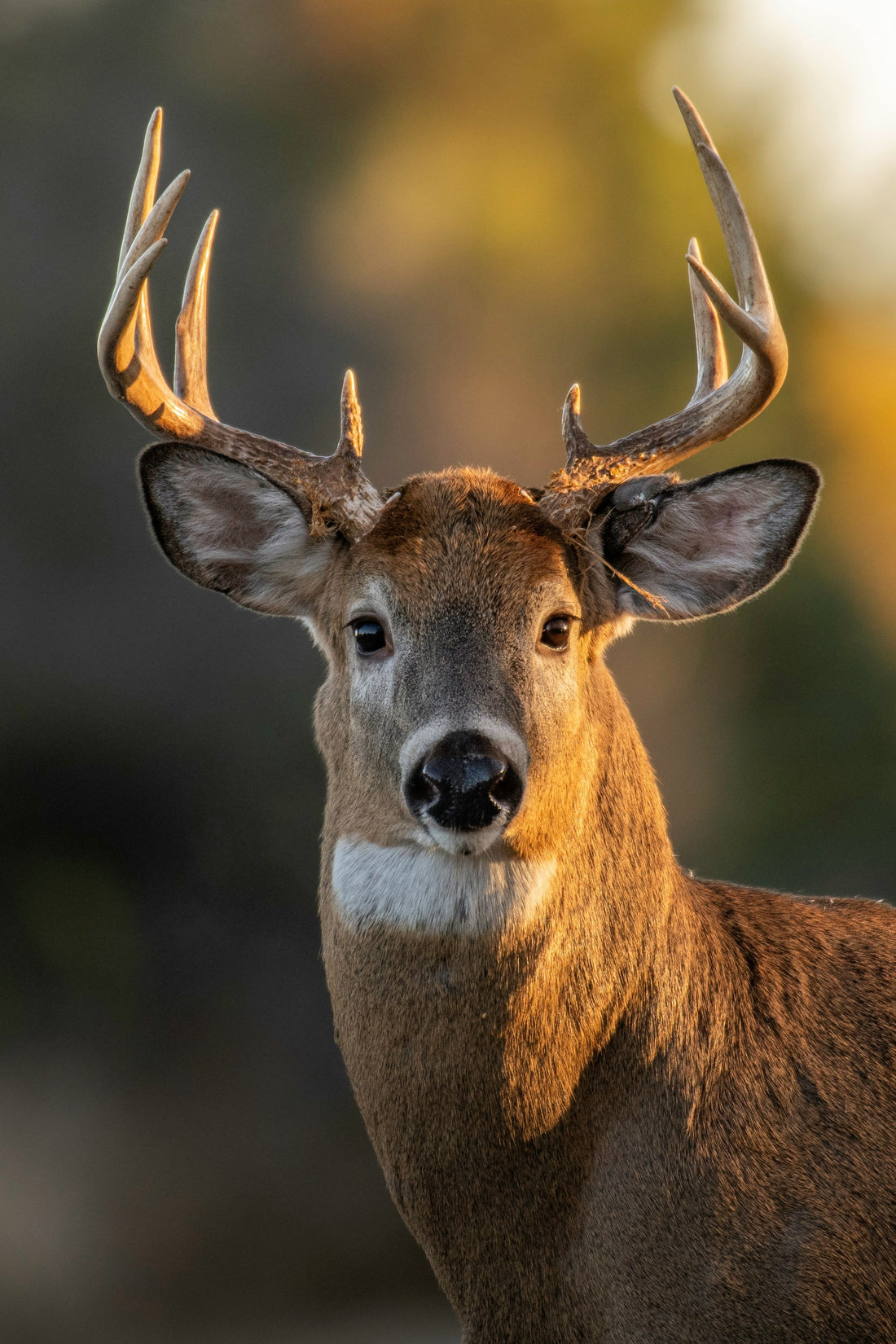 Texas Deer Hunting: The Complete Guide to Seasons, Zones, Gear, and Public Land