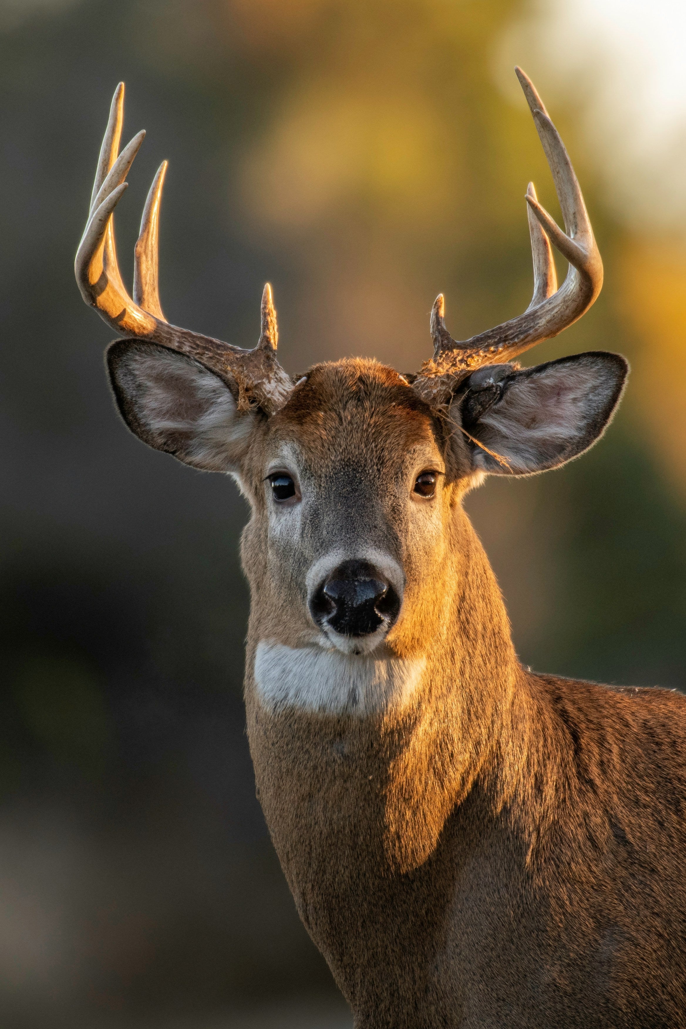 Texas Deer Hunting: The Complete Guide to Seasons, Zones, Gear, and Public Land