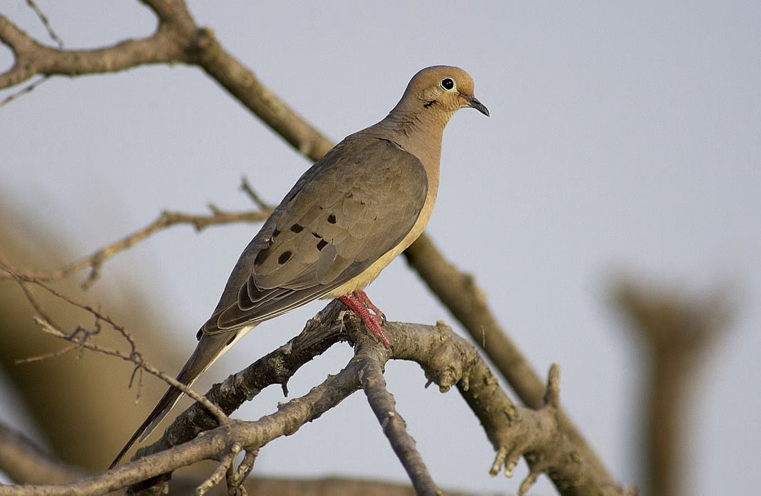 The Numbers Behind the Dove Opener: Scouting, Shells, and the Cold-Front Clock