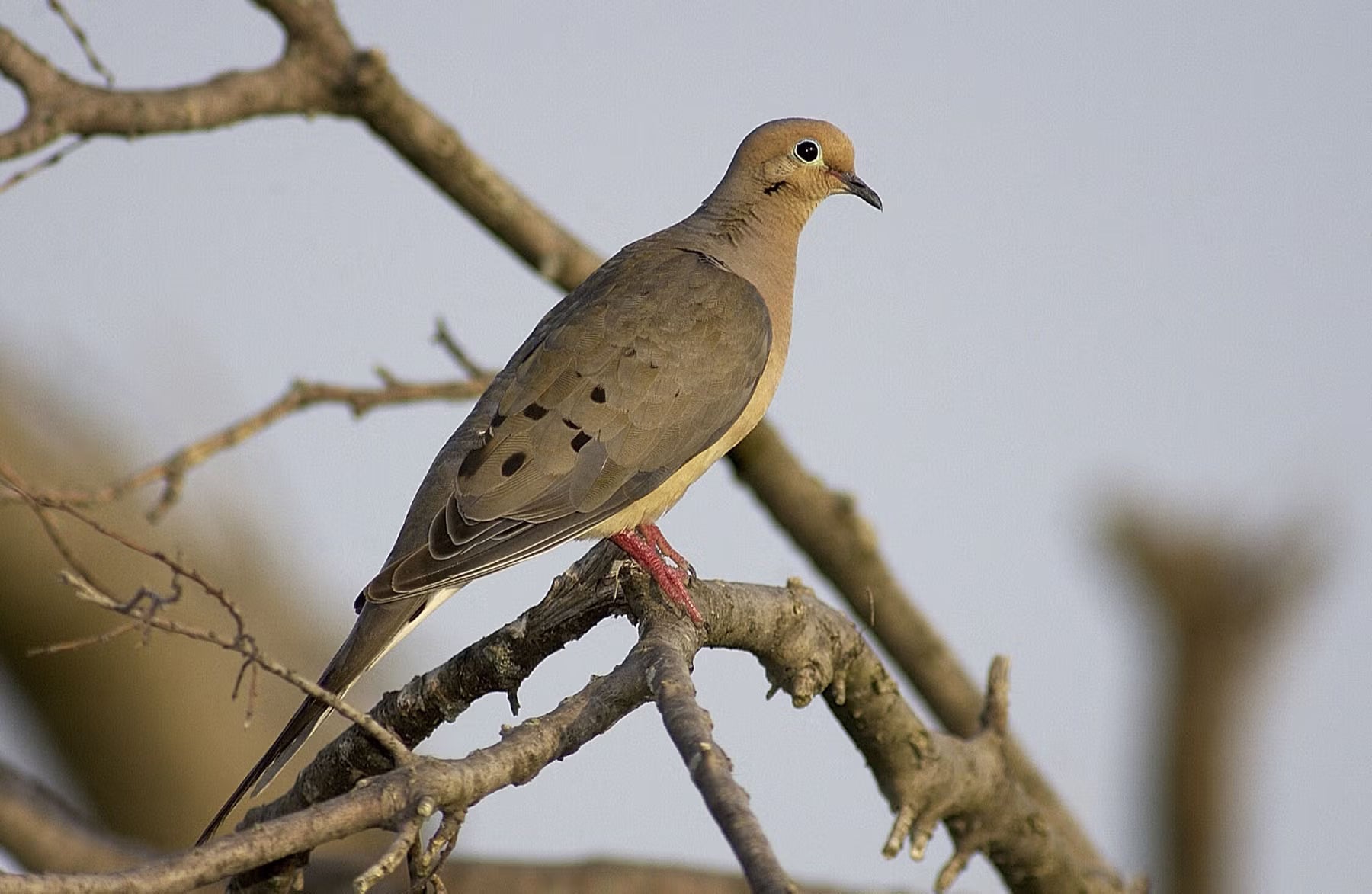 The Numbers Behind the Dove Opener: Scouting, Shells, and the Cold-Front Clock