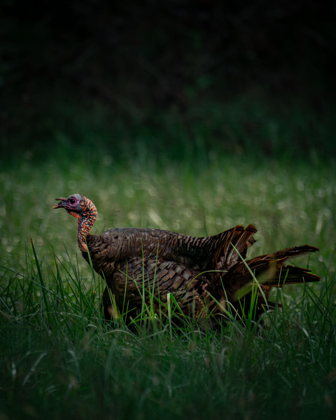 Fall Turkey Season 2026: 40 States Open, and the Fight Over Hens