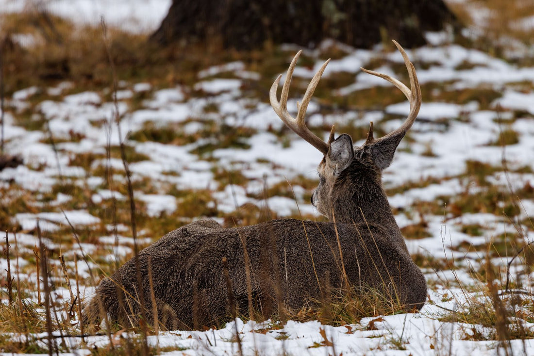White-tailed buck with antlers in a field