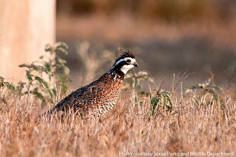 Texas Quail Season 2026: Scaled Quail Doubled, South Texas Bobwhites Slipped