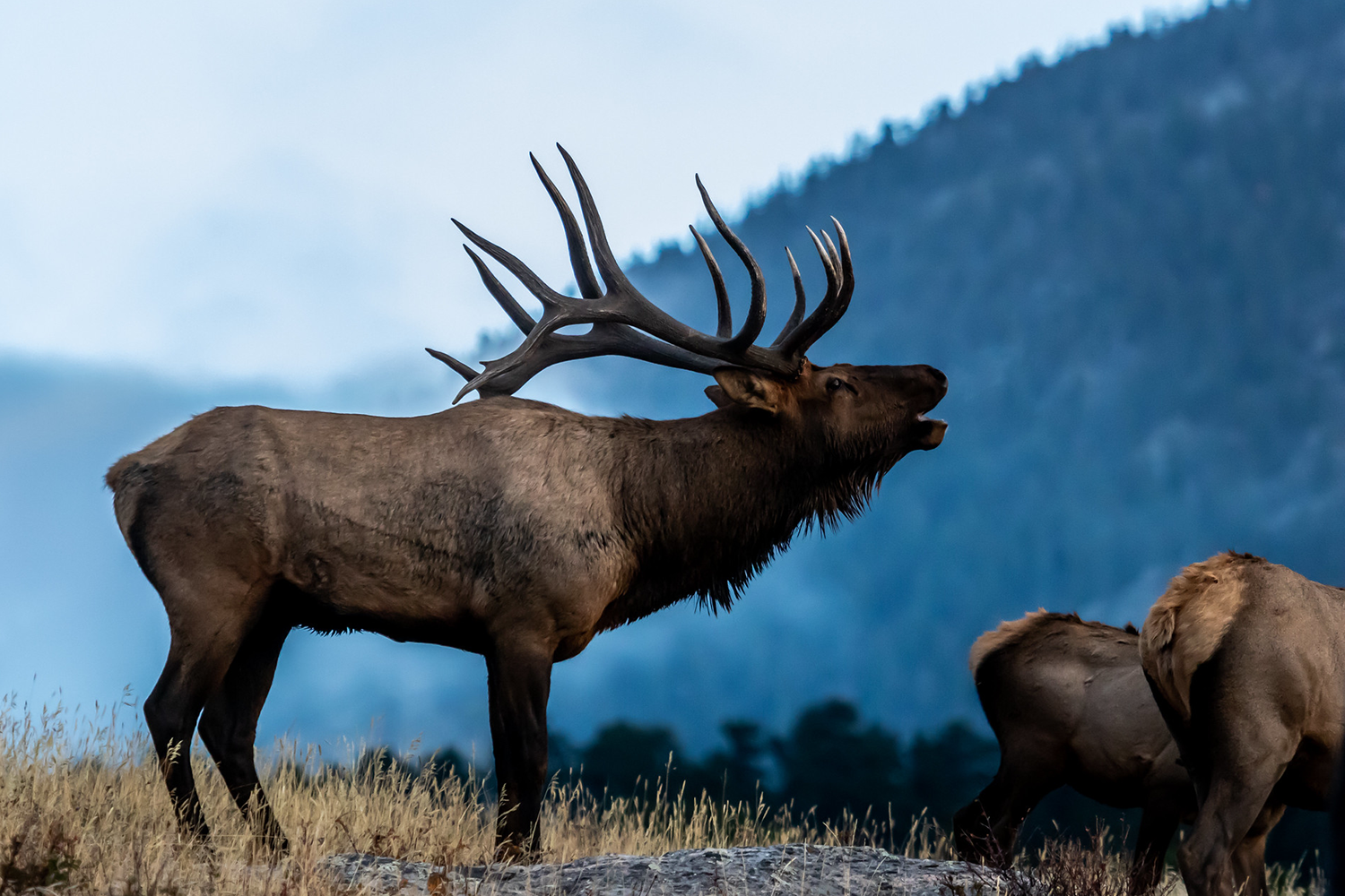 The DIY Elk Reality in 2026: What Changed, the Real Odds, and the Gear That Survives the Mountain