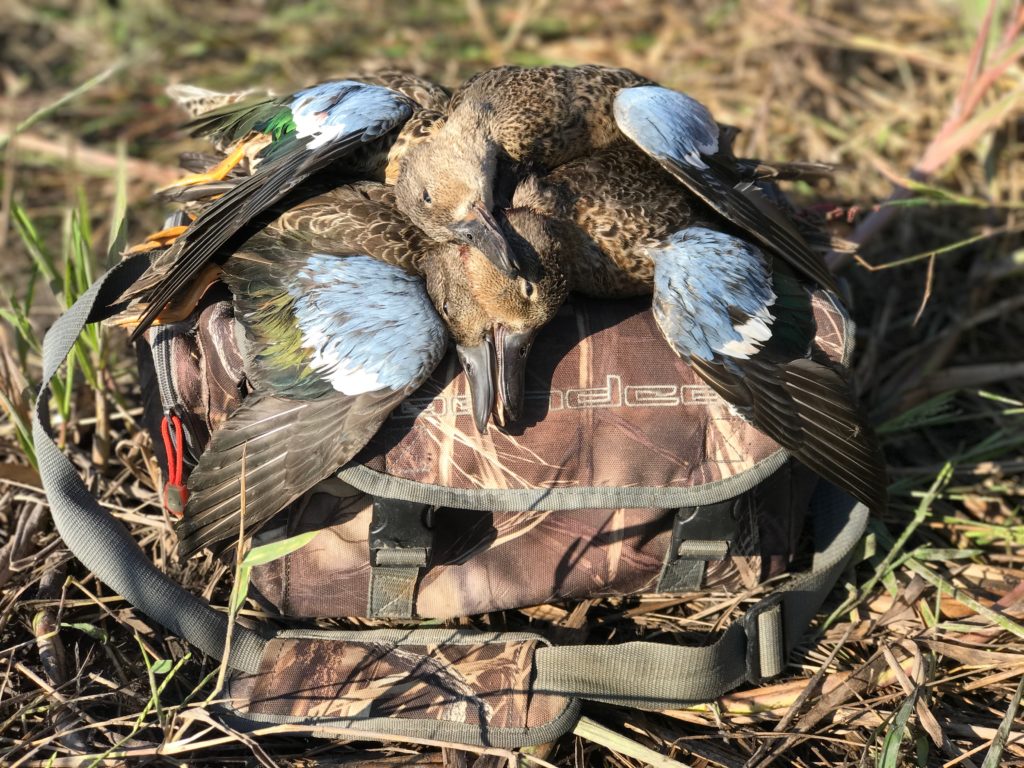 Hunt the Front, Not the Calendar: The Biology That Makes Early Teal a Different Game