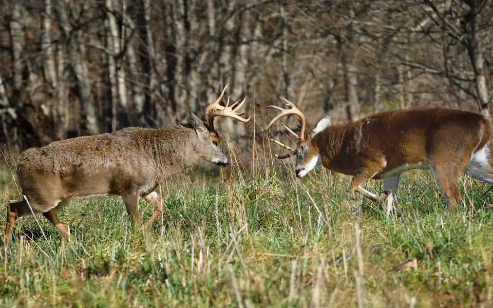 When the Whitetail Rut Actually Peaks in 2026