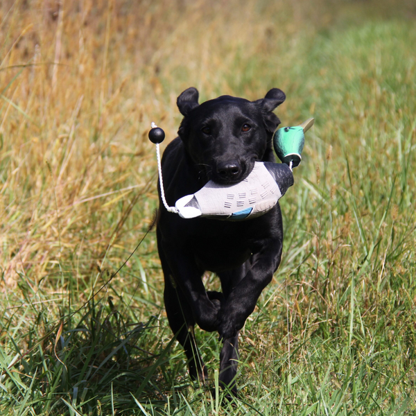 Hunting Dog Gear and training