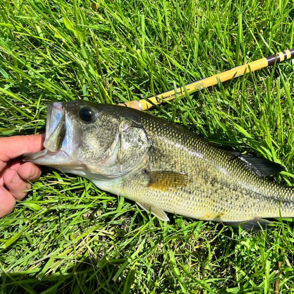 Bass Fishing