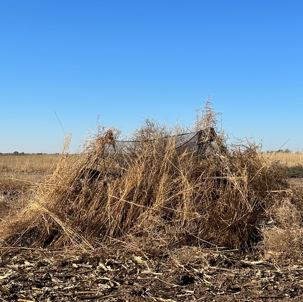 Field hunting blind camouflaged with natural brush and straw for deer hunting in open farmland