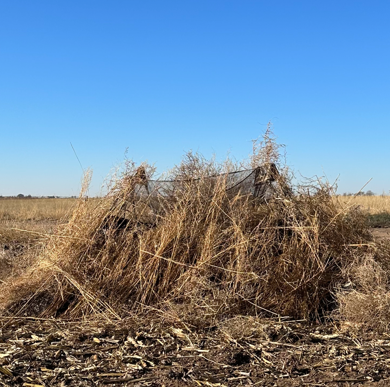 Field hunting blind camouflaged with natural brush and straw for deer hunting in open farmland