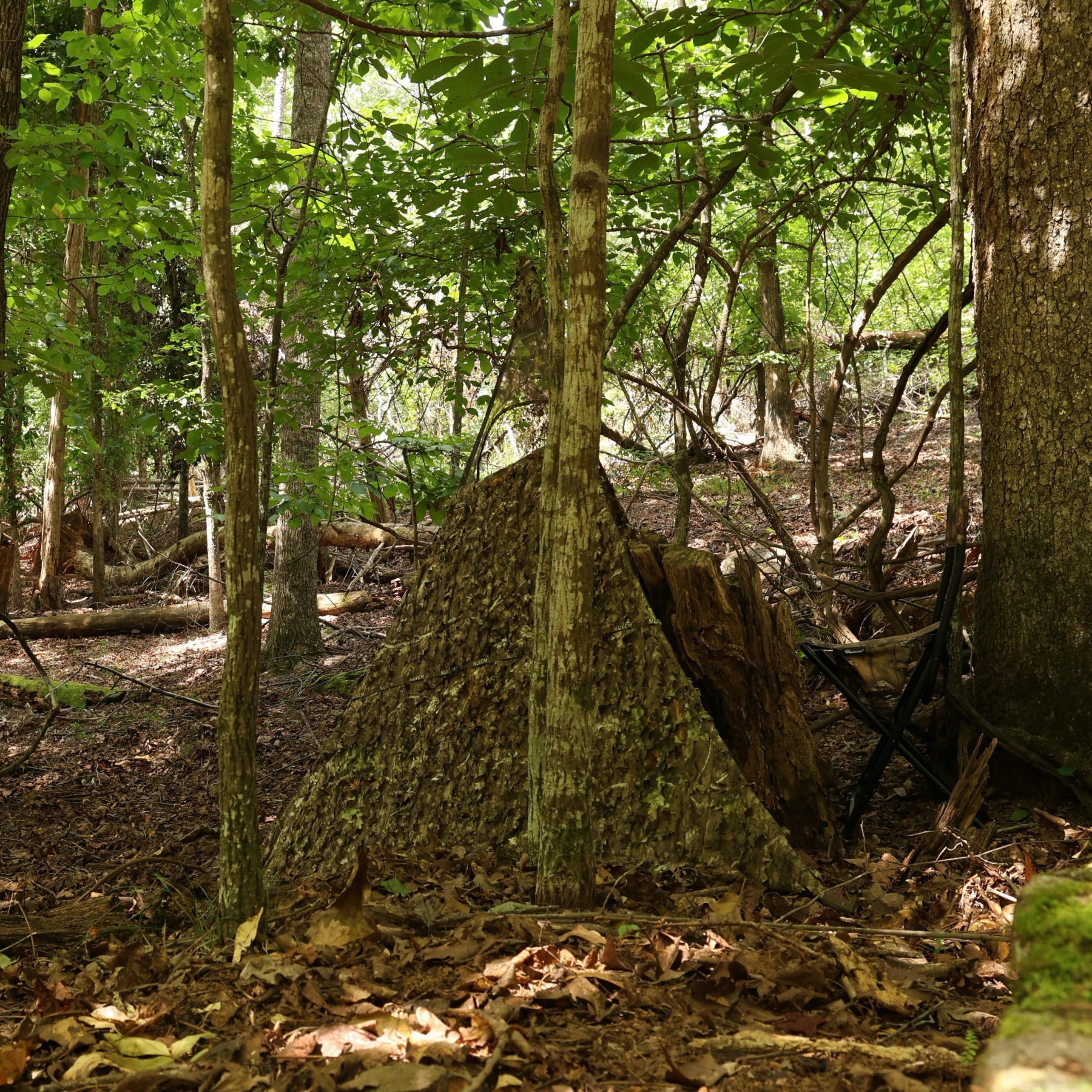 Camouflage hunting blind in dense forest with leafy ground cover and tree cover for concealment